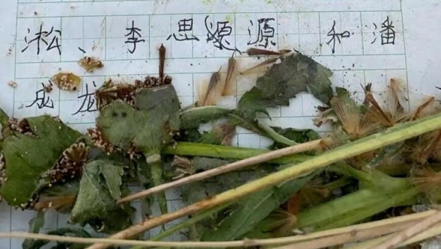 比亚迪多款非智驾车型降价,香港澳门免费资料最新跑狗图,创新典义解读_HarmonyOSV10.61